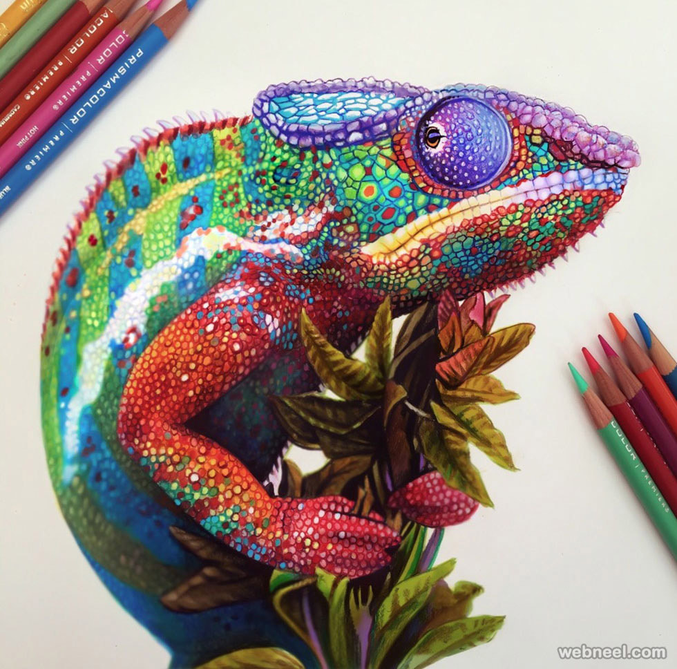 drawings of animals in colour