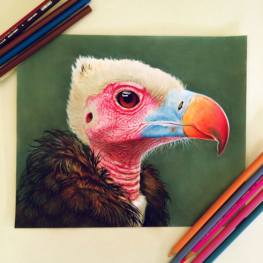 Colored Pencil Animal Portraits   OHS